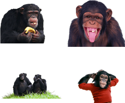 Life Cycle Of A Chimpanzee Real (400x400), Png Download