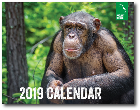Project Chimps 2019 Calendar - Common Chimpanzee (500x500), Png Download