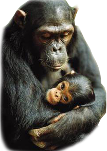 Each - Mother (356x500), Png Download