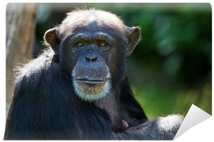 Human (400x400), Png Download