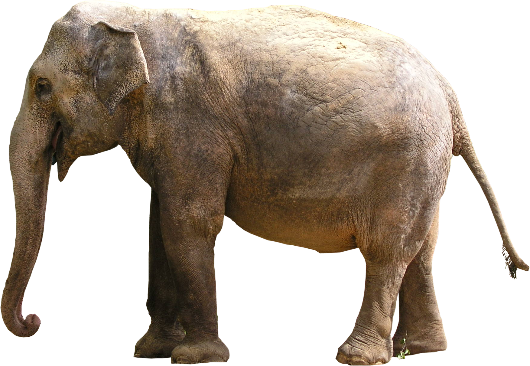 Gray Elephant Standing Png Image (1753x1210), Png Download