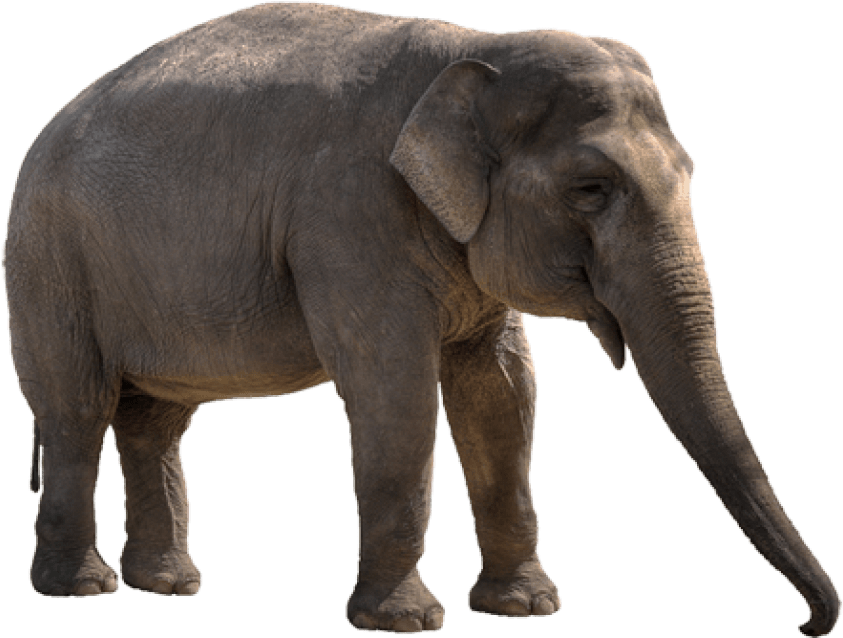 Free Png Elephant Png Images Transparent - Elephants Never Forget Meme (850x679), Png Download