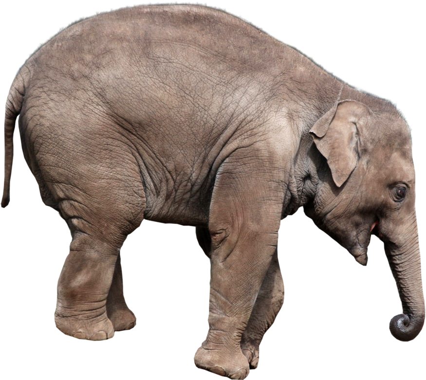 Download - Elephant Playing Png (963x830), Png Download