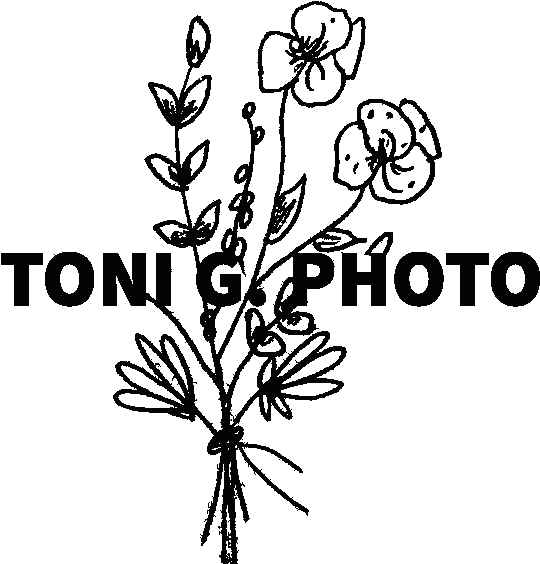 Adventurous Desert Engagement In Joshua Tree National (590x583), Png Download