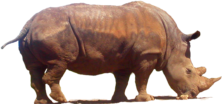 Rhinoceros Png Clipart - Clip Art (1006x794), Png Download