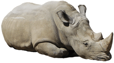 Rhinoceros Transparent (400x400), Png Download