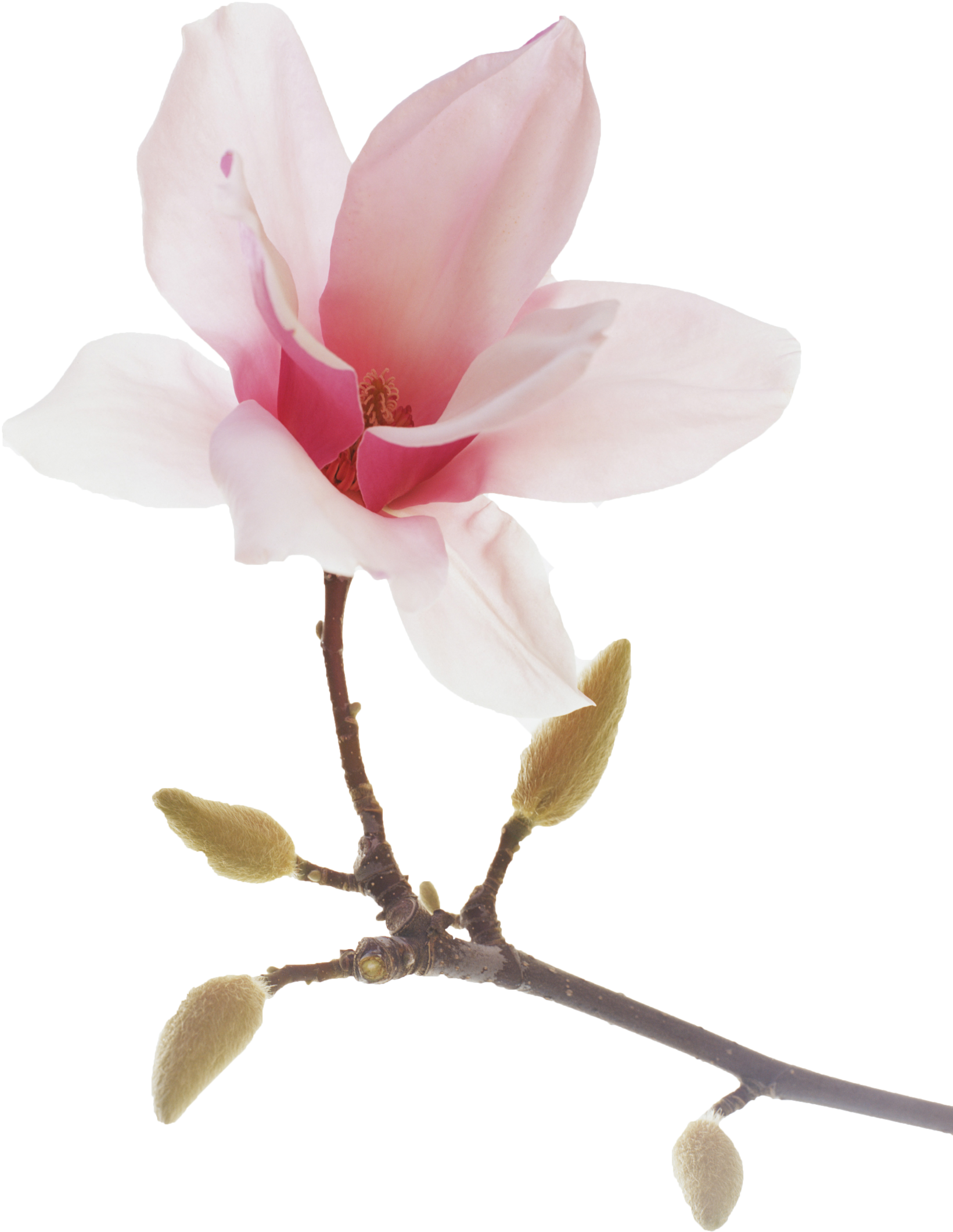 Japanese Drawing Magnolia - Chinese Magnolia (1946x2400), Png Download