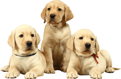 Labrador Png Photo - Natural Health And Nutrition For Dogs (469x306), Png Download