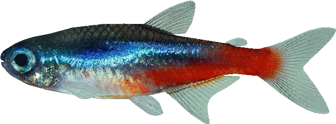 Neon Tetra - Paracheirodon Simulans Png (702x702), Png Download