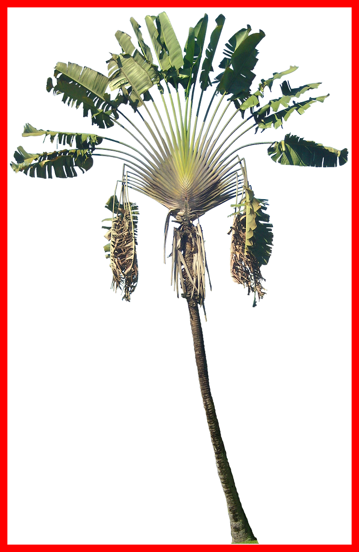 Coconut Clipart Fresh - Ravenala Madagascariensis Paint (742x1139), Png Download