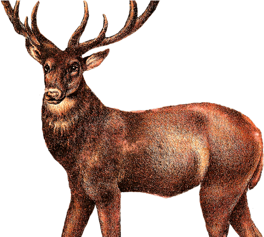Deer Png Transparent Images - Illustrations Of Animal Png (640x480), Png Download