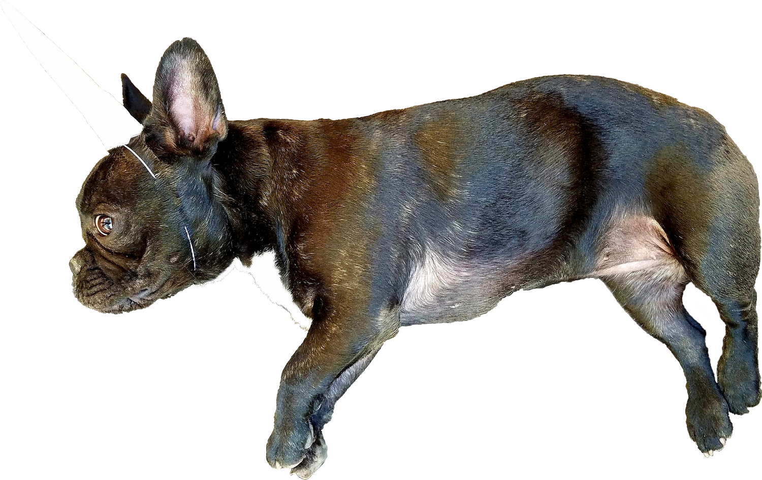 Animalthis French Bulldog Puppy With A Unicorn Horn - Bull And Terrier (1500x945), Png Download