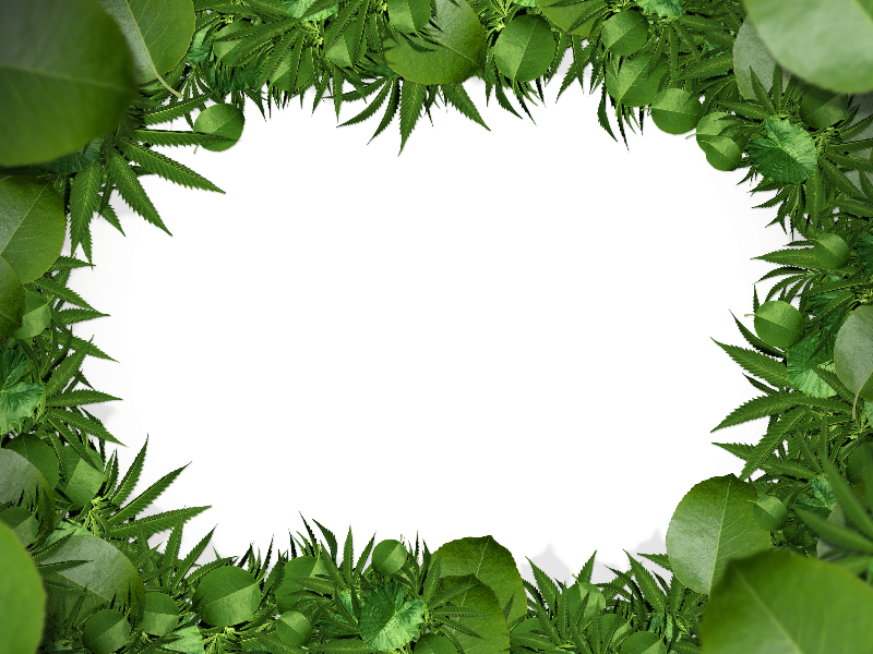 Download Hd Nature Green Leaf Border Png Clipart Free Download Leaves Border Png Transparent Png Image Nicepng Com