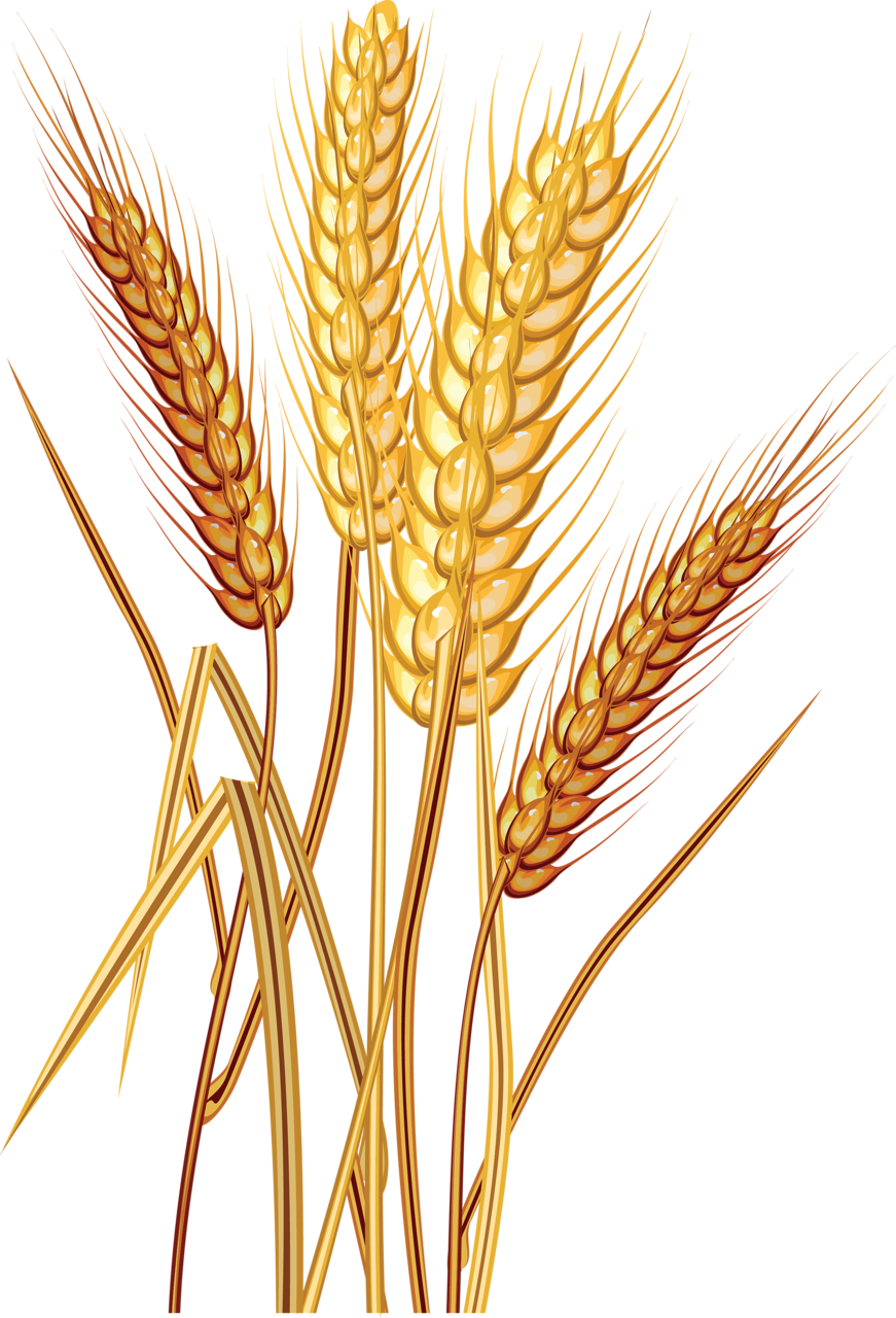 Wheat Clipart Trigo - Wheat Clipart (871x1280), Png Download