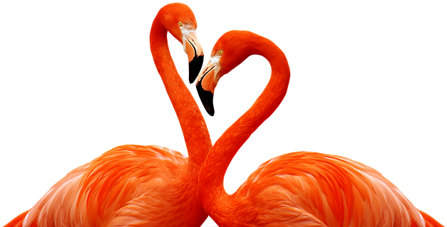 Flamingo, Bird, Love, Heart, Wildlife - Фламинго Обои На Телефон (657x340), Png Download