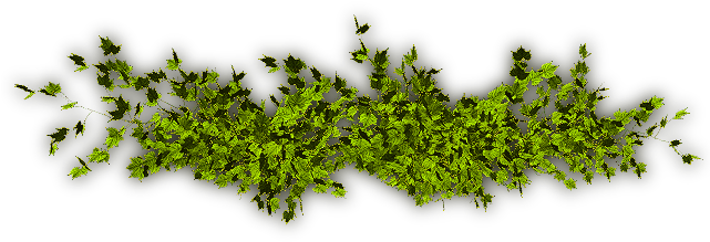 24 Mar 2009 - Vine (640x268), Png Download