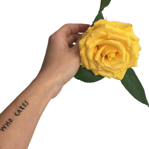 Yellow Rose In Hand (480x480), Png Download