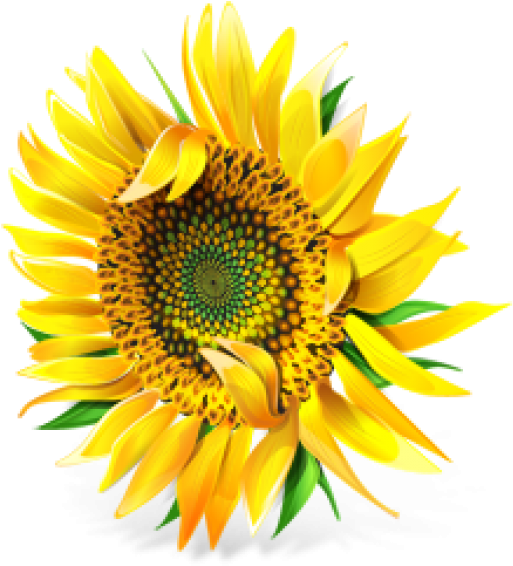 Sunflower Png Free Download - Different Types Of Cooking Oil (600x600), Png Download