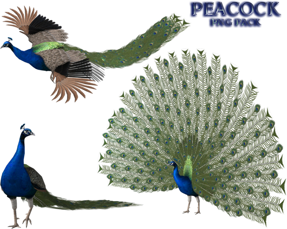 Mor Pankh Png (991x805), Png Download
