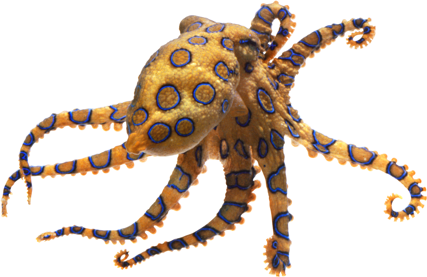 Octopus Transparent Png - Blue Ringed Octopus (1440x943), Png Download