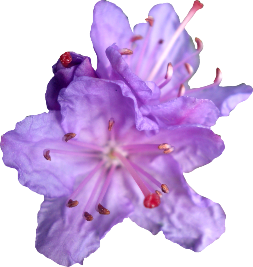 Free Icons Png - Rhododendron Flower Png (870x919), Png Download