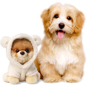 Animals Games Fest - Gund Itty Bitty Boo World's Cutest Dog (369x360), Png Download