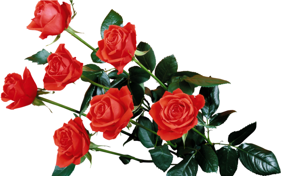 Red Rose Transparent Png - Flowers Rose Wallpaper Png (1024x576), Png Download