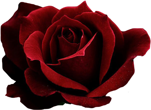 Red Rose Transparent Png Image - Dark Red Rose Png (866x650), Png Download