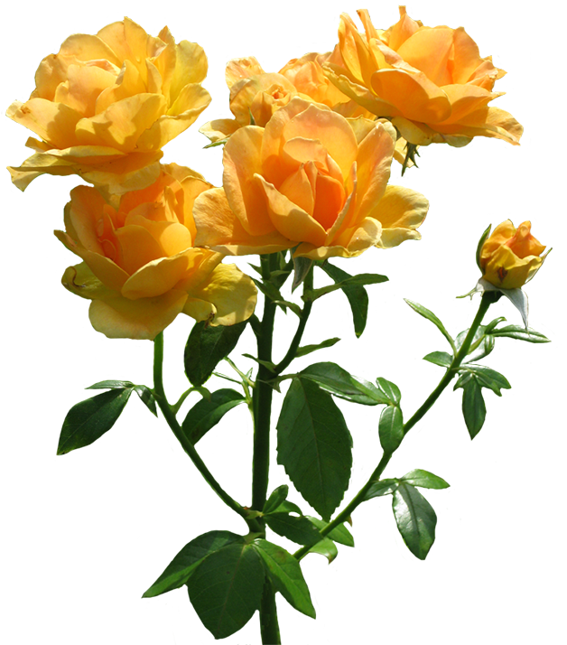 Zonta Rosa Lots Of Blooming Orange Roses - Transparent Background Orange Rose (664x735), Png Download