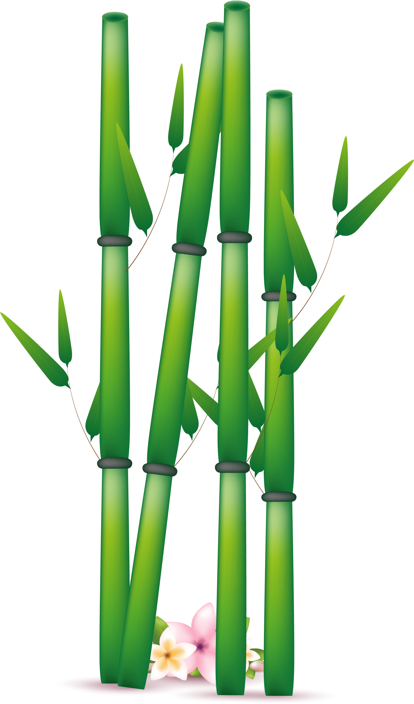 Download Hd Bamboo Png Transparent Free Images Clipart Bamboo Png Transparent Png Image Nicepng Com