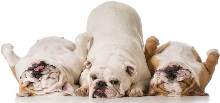 Pumpkin Fiber Supplement For Dogs - Three Bulldogs (900x426), Png Download