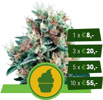 Royal Creamatic - Kush Seed For Sale (350x350), Png Download