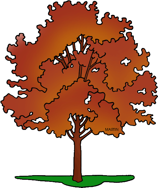 United States Clip Art By Phillip Martin, State Tree - Rhode Island (570x648), Png Download