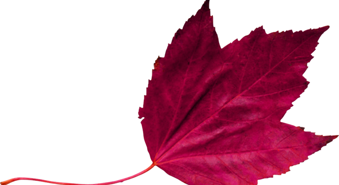 Red Leaf 2 - Maroon Leaf Png (688x375), Png Download