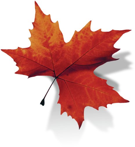 Maple Leaf Transparent Background (508x508), Png Download