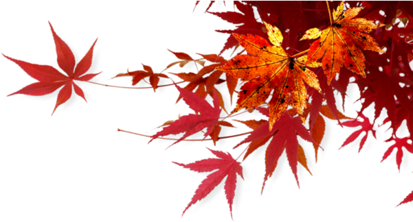 Feuilles,png - Folhas De Outono Caindo Png (600x331), Png Download