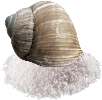 Salt Snail - Sale Da Cucina Png (404x398), Png Download