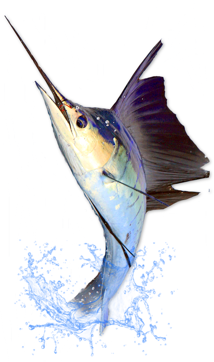 Two Day Three Night Seamount Fishing Trip - Costa Rica (745x1284), Png Download