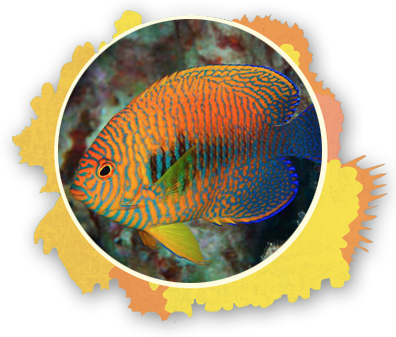 The Potter's Angel Fish Is Known To Show Up At Cleaning - Rare Fish To See At Maui (396x337), Png Download