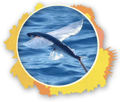 On Occasions People Have Witnessed Flying Fish Escaping - Flying Fish Barbados (396x337), Png Download