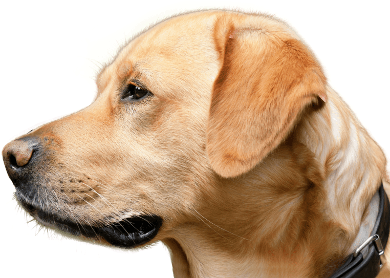 Free Png Dog Looking Png Images Transparent - Dog (850x597), Png Download