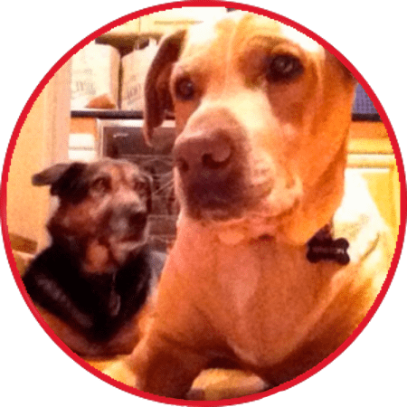 The Dogs Got Great Walks Every Day - Companion Dog (450x450), Png Download