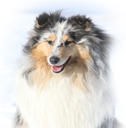 Welcome - Obedience Trial (438x455), Png Download