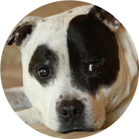 American Bully - Staffordshire Bull Terrier (500x500), Png Download
