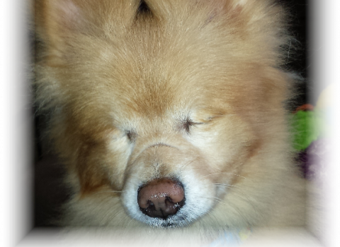 Charlie Trademark - Companion Dog (480x350), Png Download