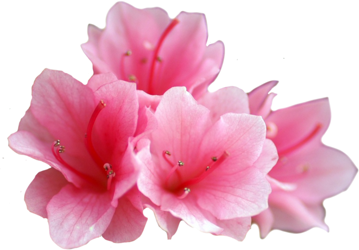 Azalea With Transparent Background (1280x1024), Png Download
