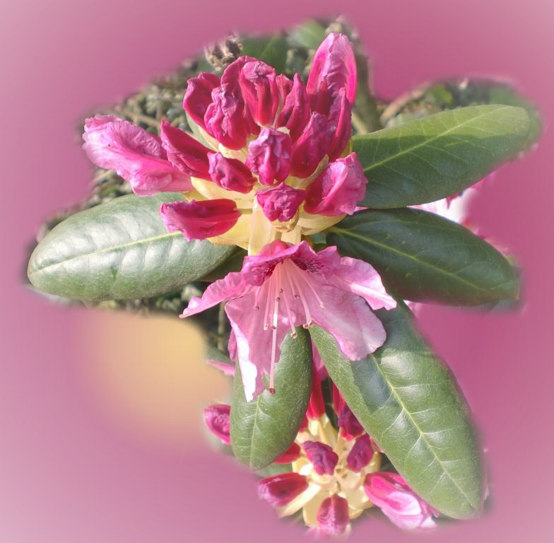 Caesalpinia (784x768), Png Download