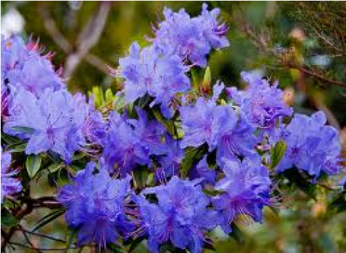 Rhododendron, Blue Admiral - Rhododendron (500x500), Png Download