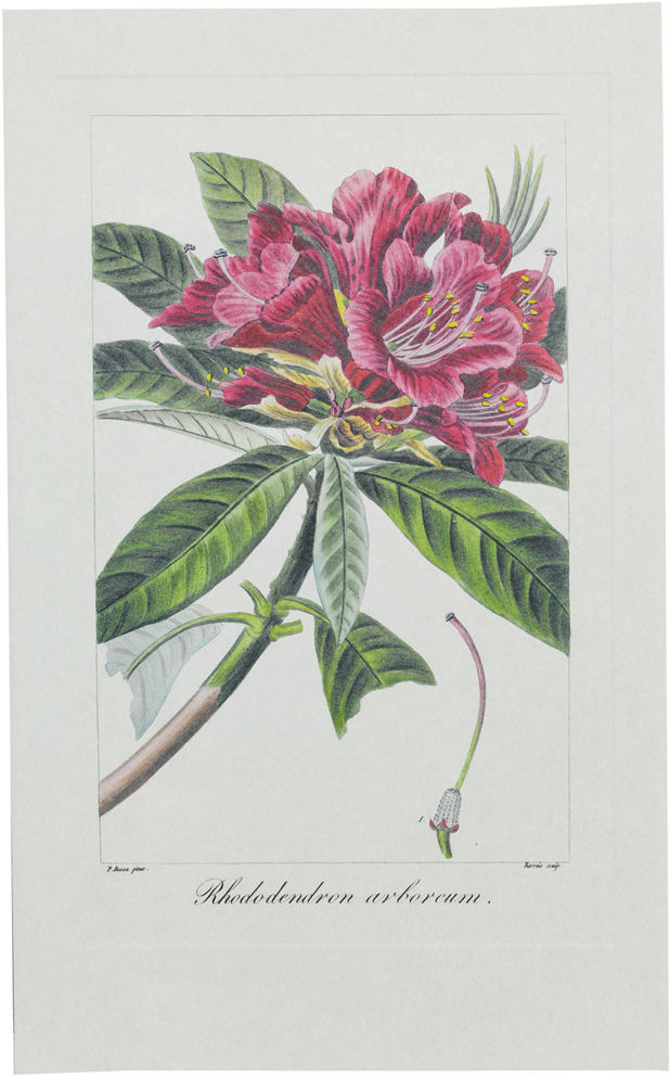 Picture Of Tree Rhododendron Herbier Général De L'amateur (1280x1280), Png Download