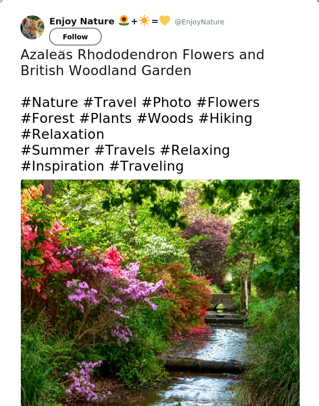 Azaleas Rhododendron Flowers And British Woodland Garden - Rosa Glauca (640x1073), Png Download